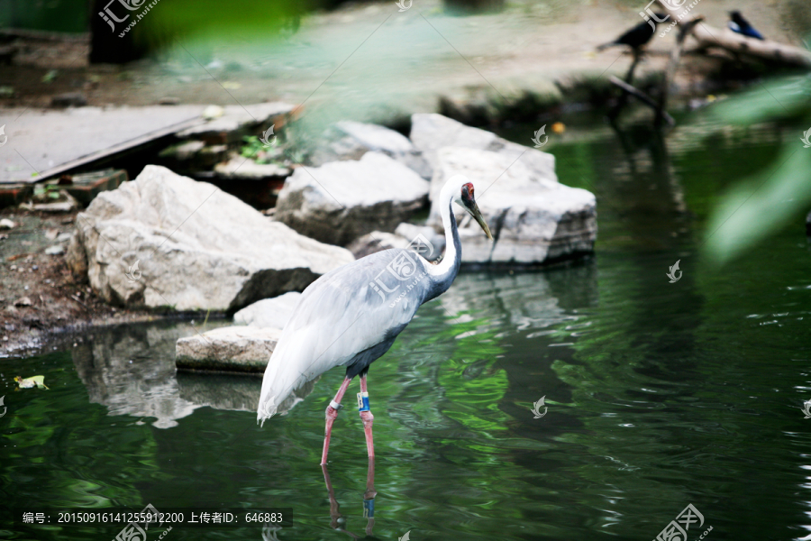 灰鶴,水中,北京動物園