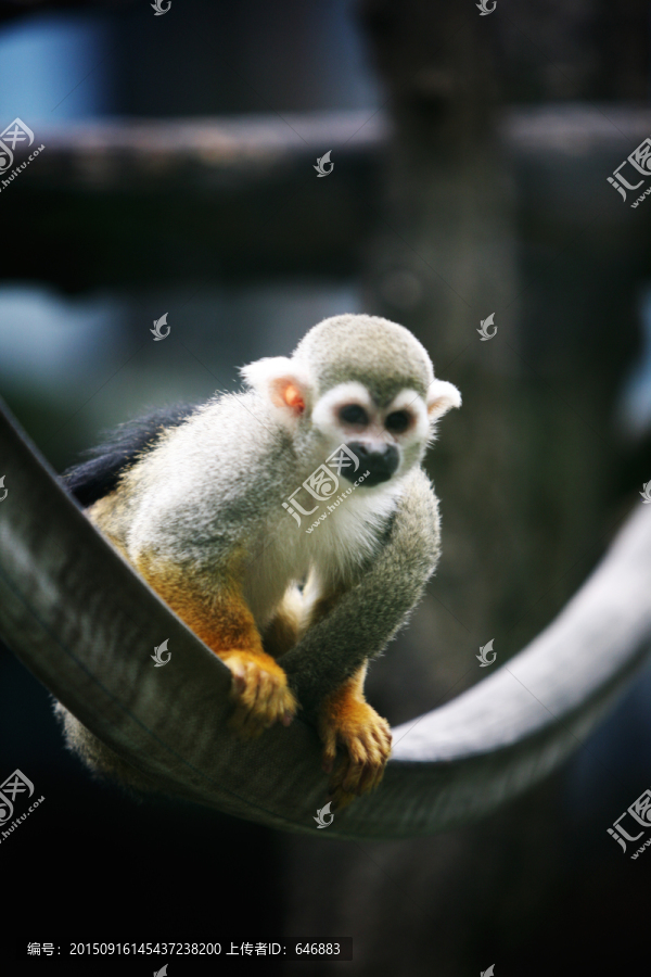猴子,北京动物园,动物摄影