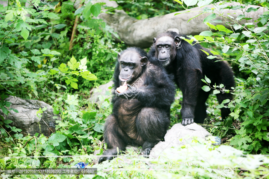 大猩猩,北京动物园,黑色