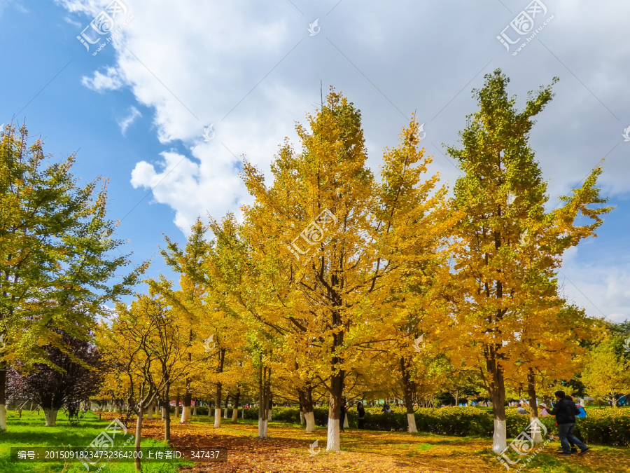 银杏树