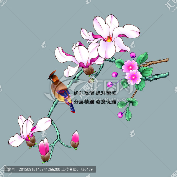 小鳥與白玉蘭花