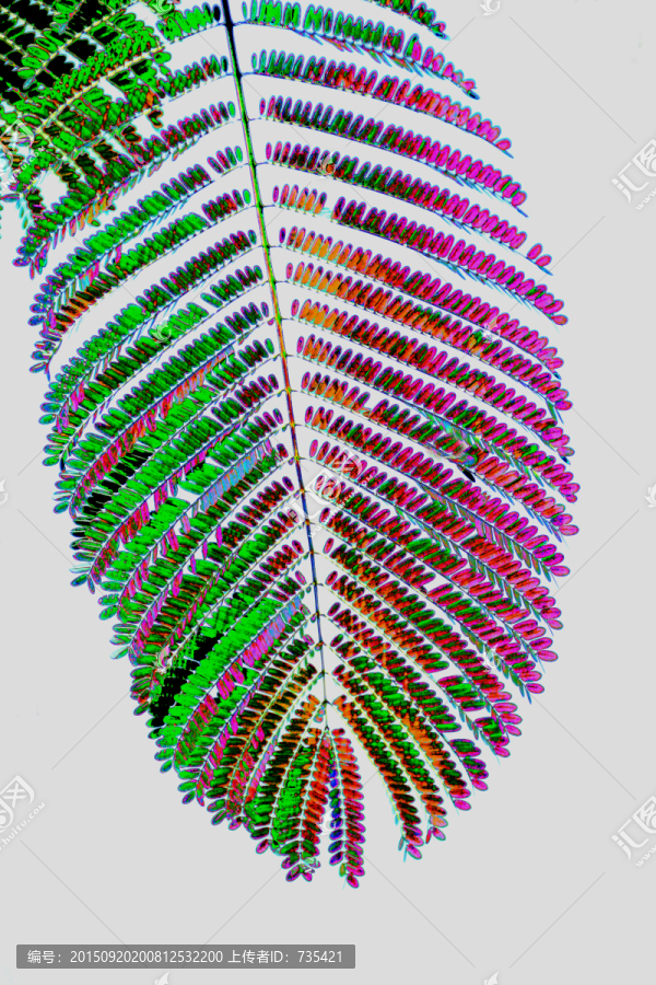 植物圖案