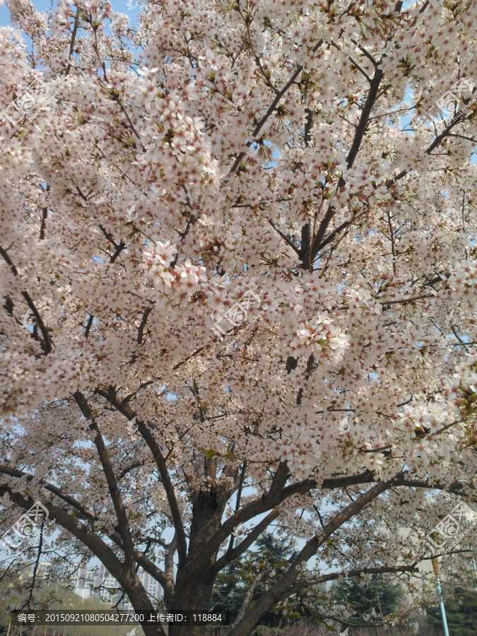 櫻花