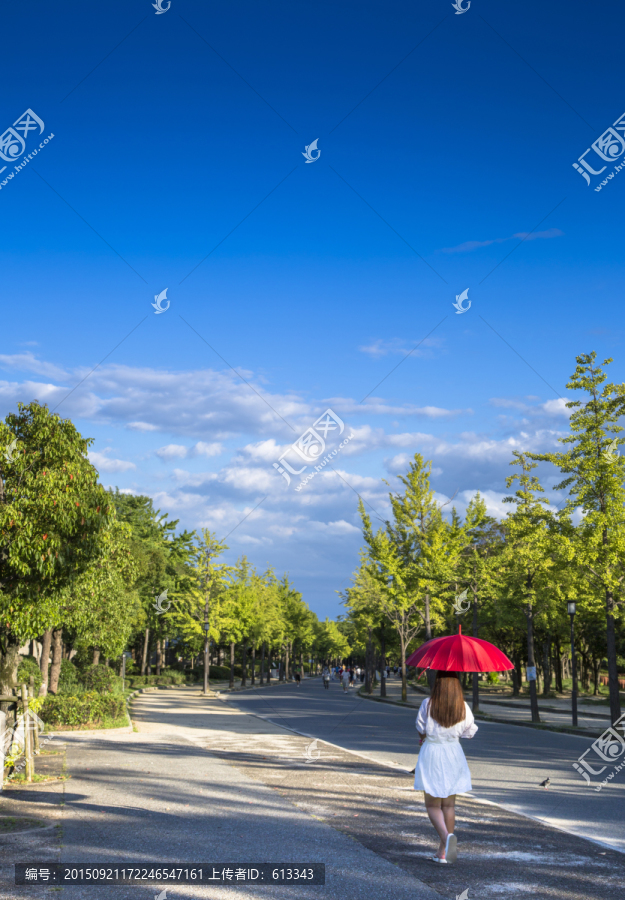 风景区的林荫大道