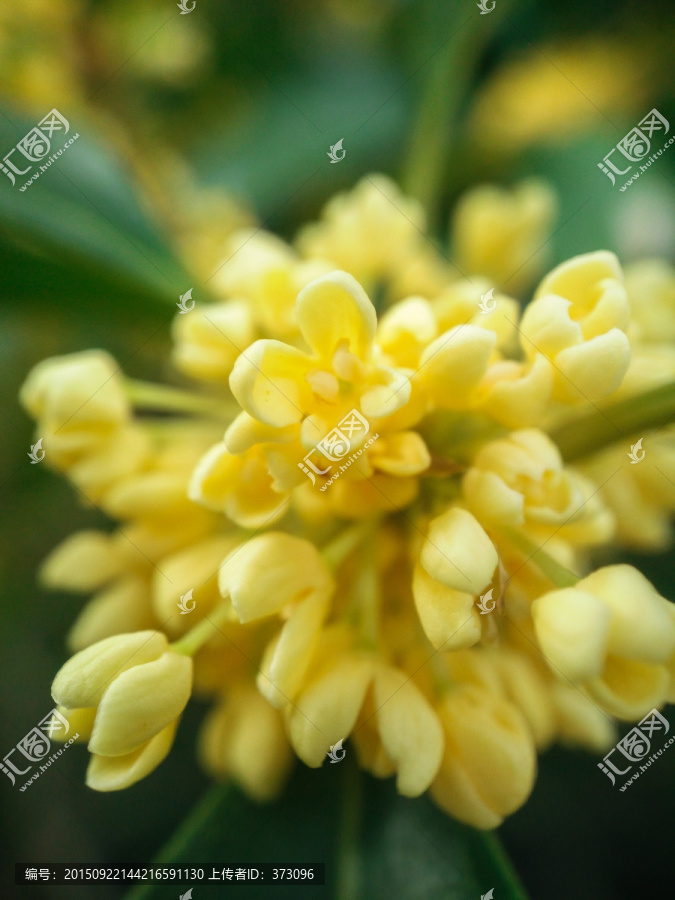 银桂桂花特写