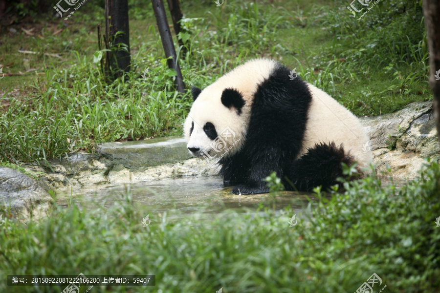 大熊猫,可爱的大熊猫