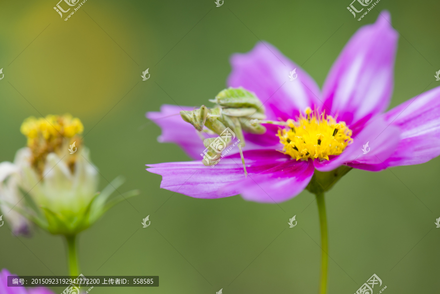 螳螂,花朵