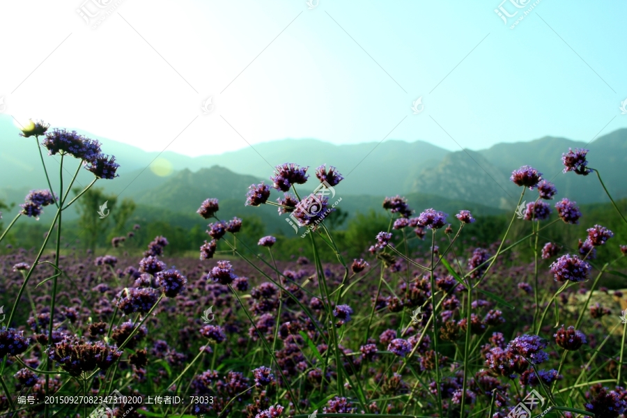 马鞭草,紫花