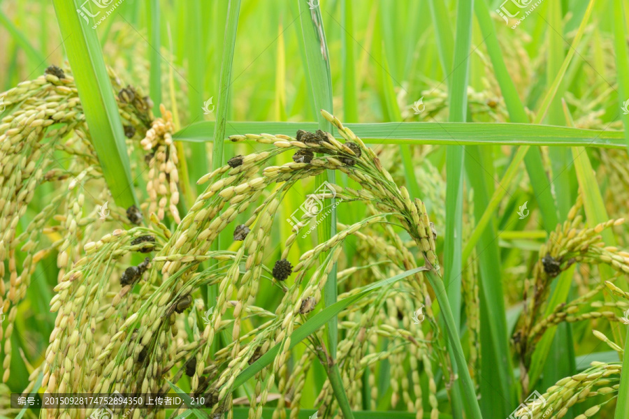 水稻病害