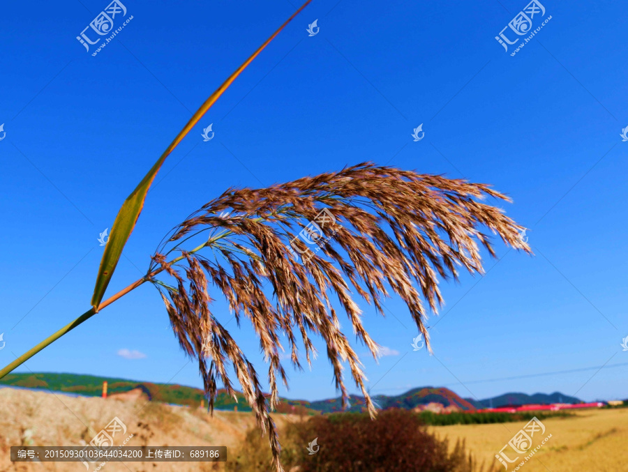 芦苇花