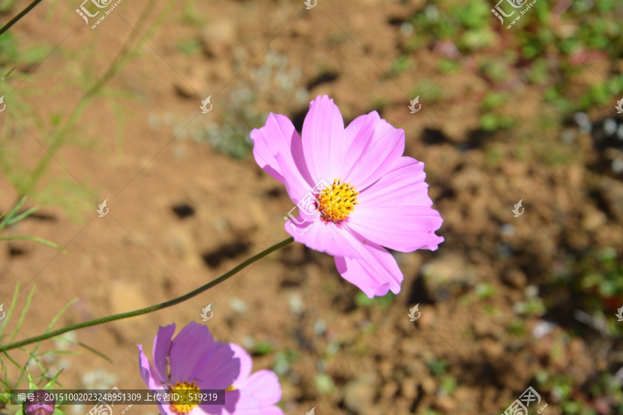 粉色小花,野花,花草,花蕊