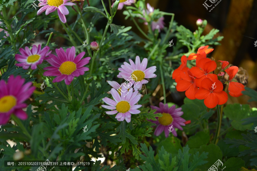 野花,小花,花团锦簇