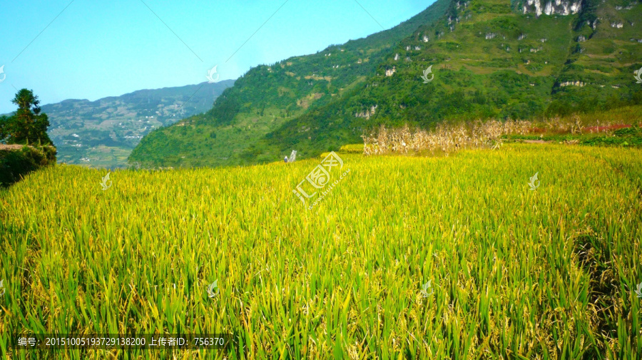 大山,稻田,兴隆