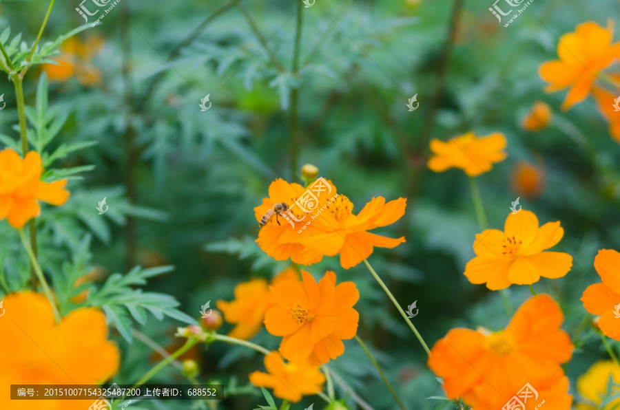 黄金波斯菊