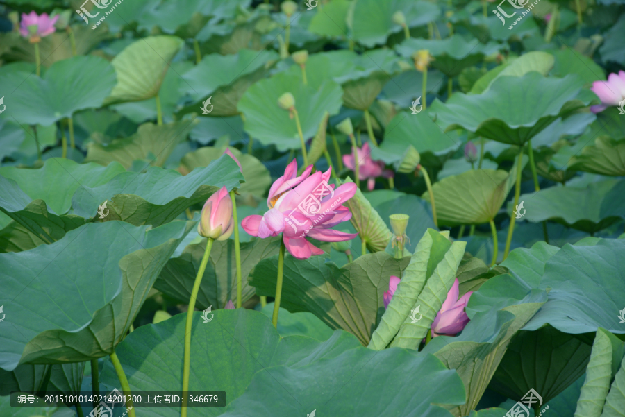 荷花