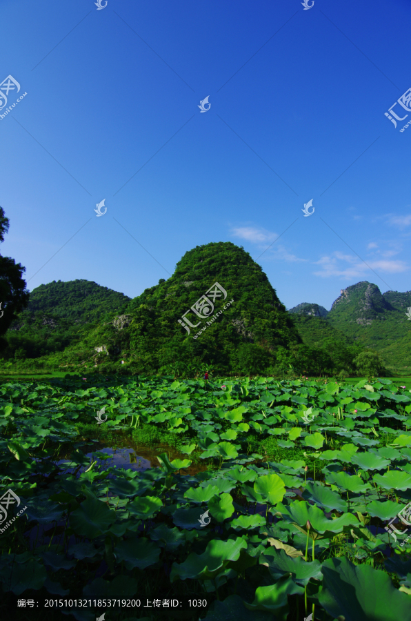 唯美风景,荷塘