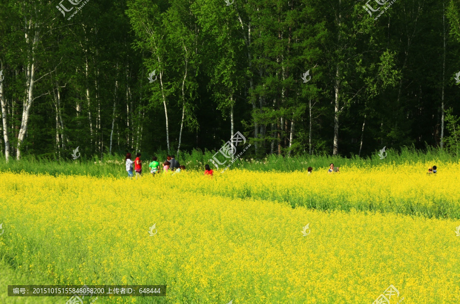 油菜花及赏花人