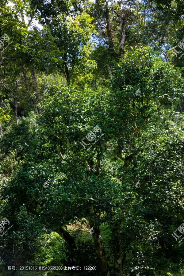 茶树,景迈茶山