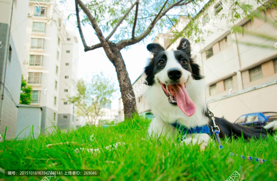 边境牧羊犬