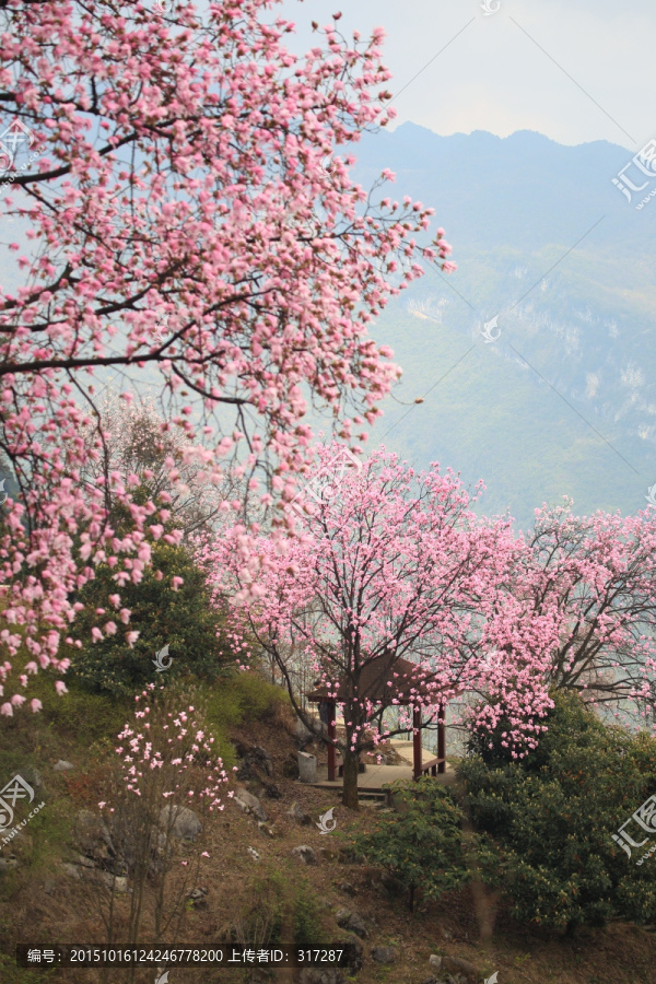 春天的花树