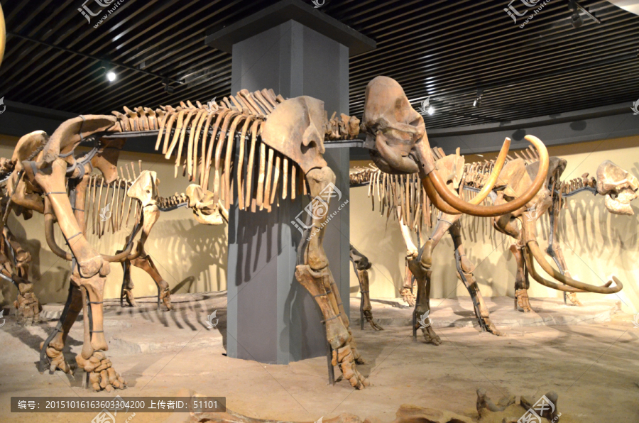 大庆博物馆,猛犸象化石