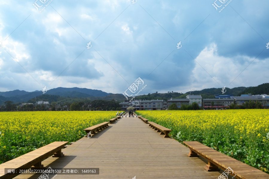 古田会议油菜花