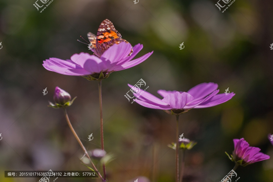 蝴蝶与格桑花