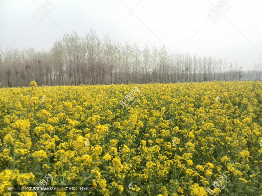 油菜地