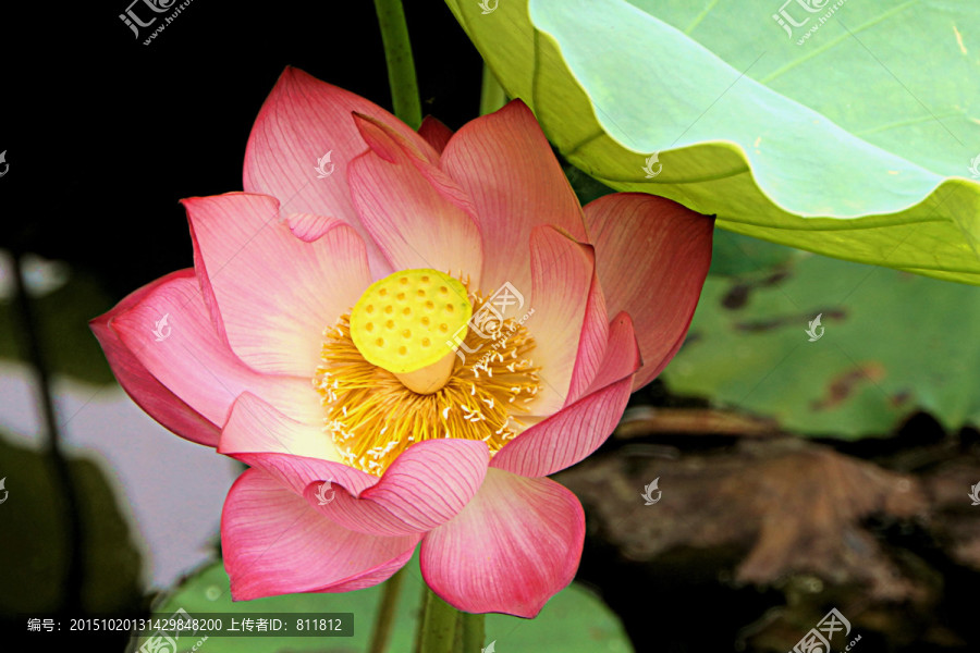 荷花,花瓣,花蕊,花心图片