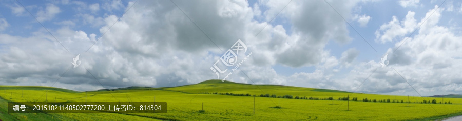 油菜花田全景