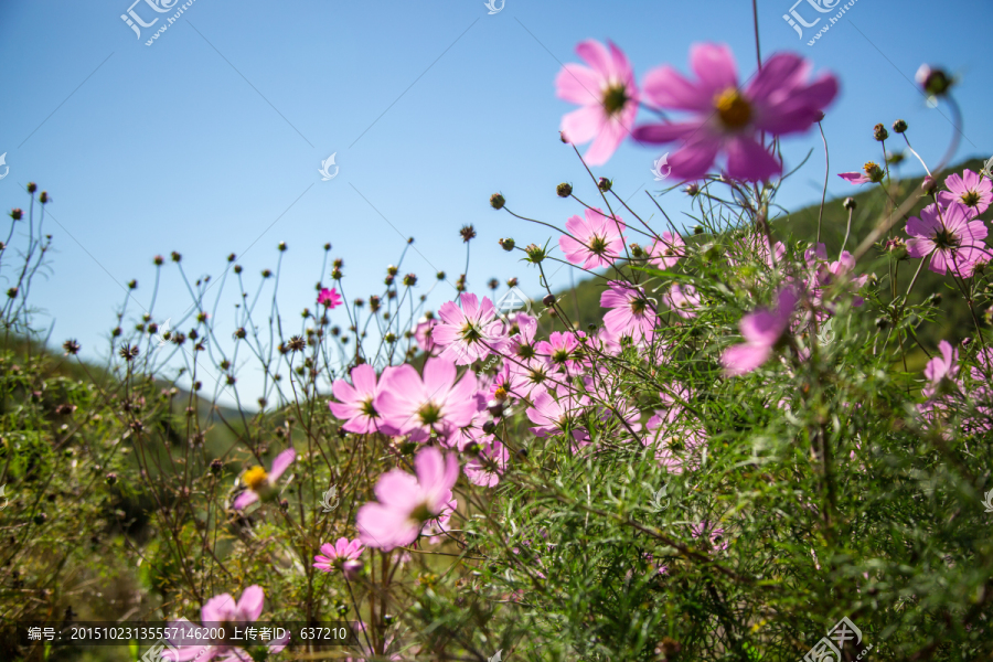 格桑花高清图