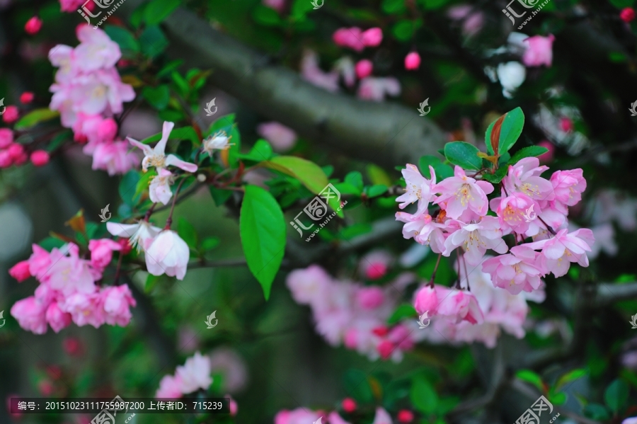 垂丝海棠,粉色