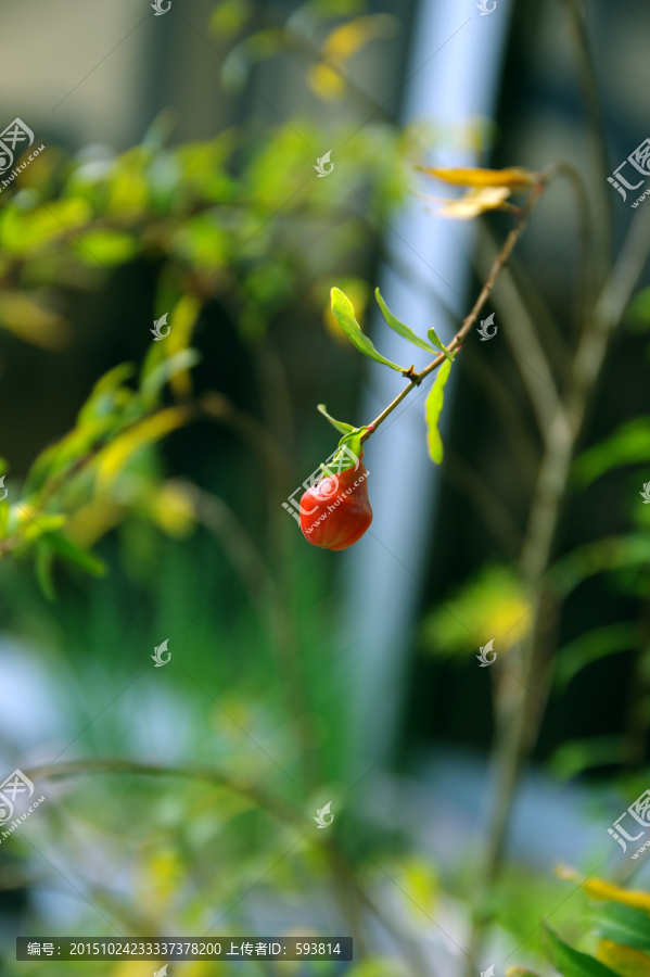 石榴花