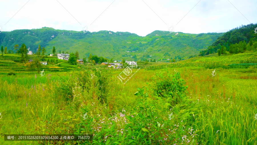 田园野花,田园放牧,宁静的山村