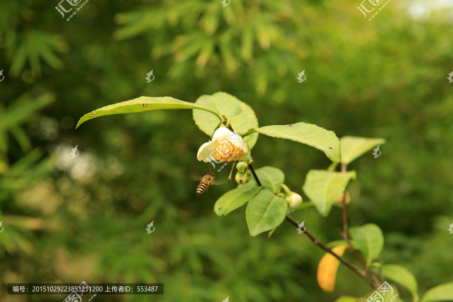 茶树,枝条,茶花