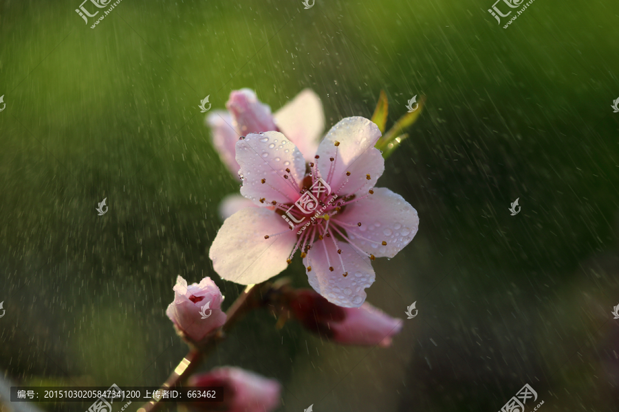 桃花雨