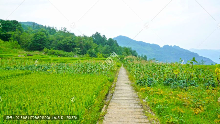 田间小路,绿色稻田,田野风光