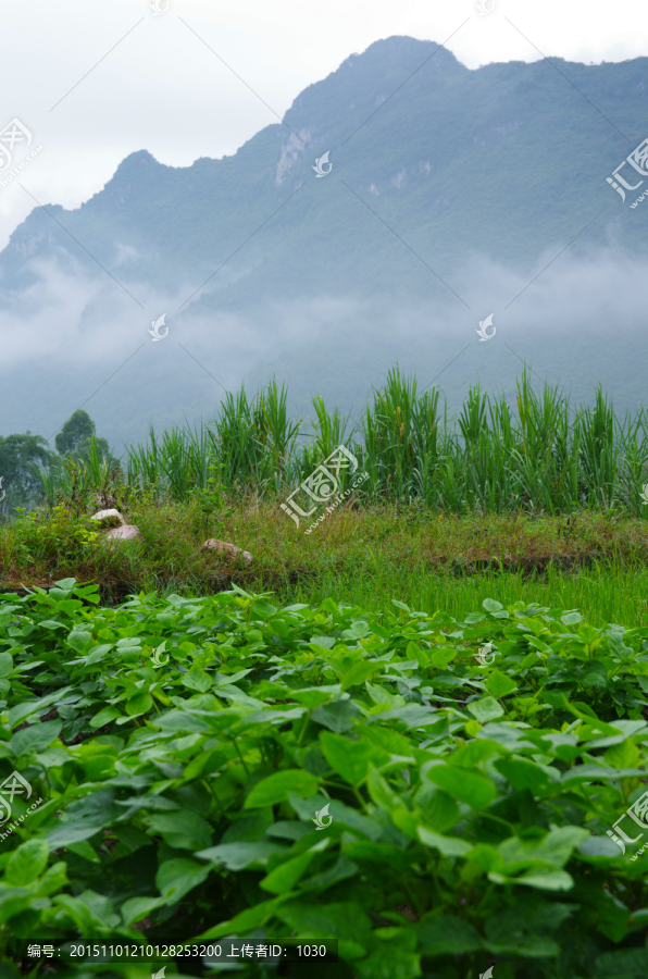 云雾,雾景