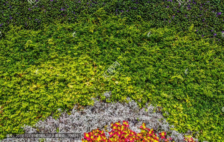 植物墙,绿草墙