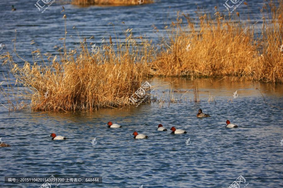 湖中成群的红头潜鸭