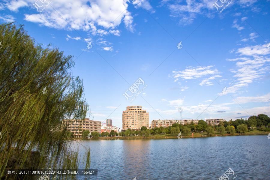 校园风景,湖塘柳树