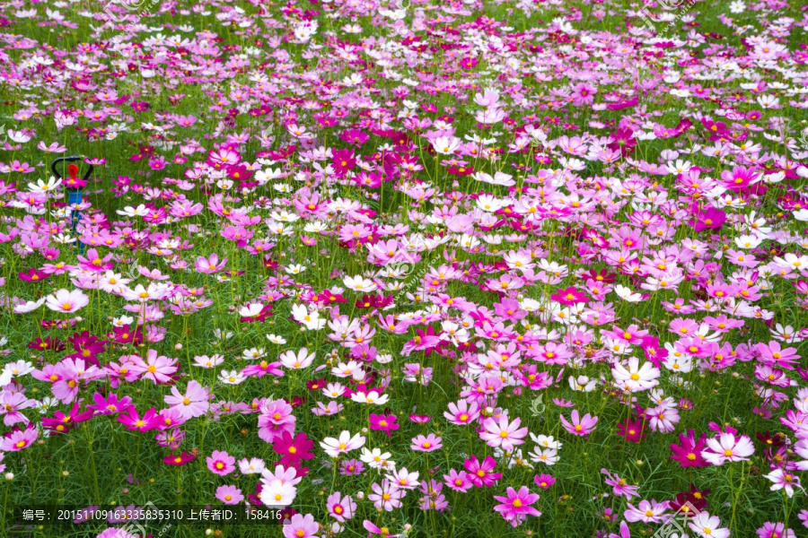 波斯菊