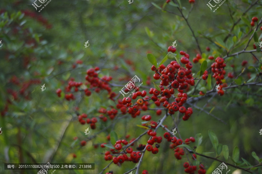 紅果