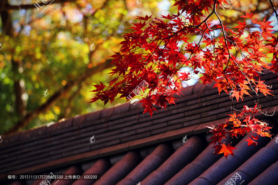 京都寺院红枫