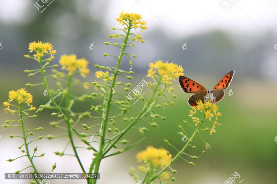 蝴蝶,化蝶,油菜花