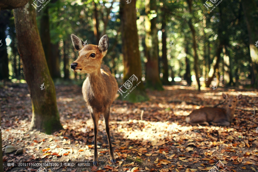 日本奈良公园可爱小鹿