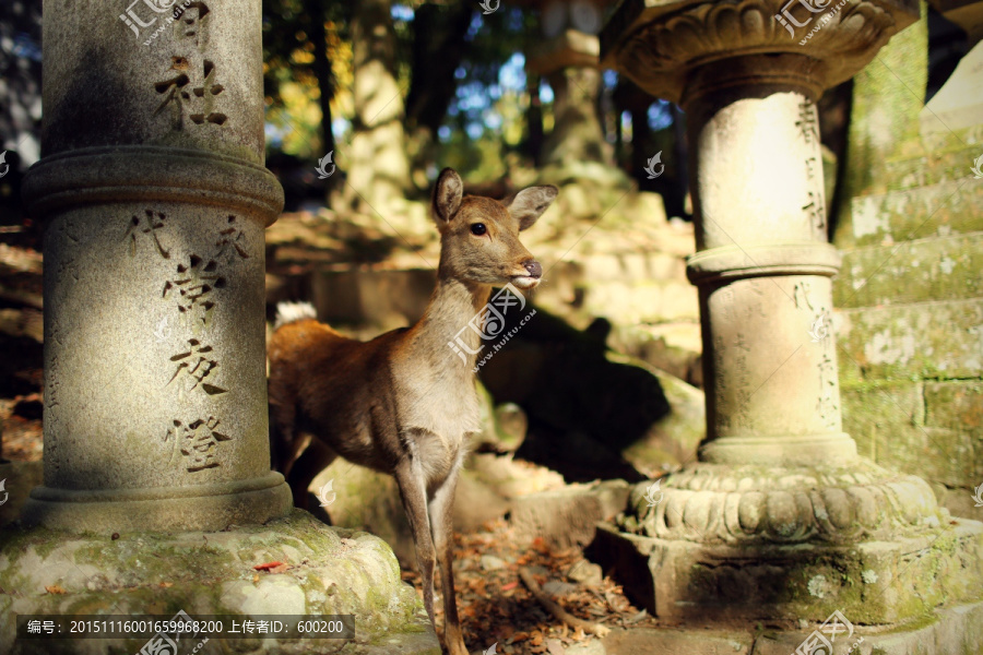 奈良春日大社石柱前的小鹿