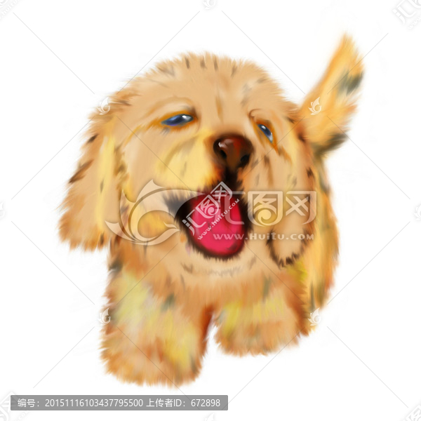 金毛