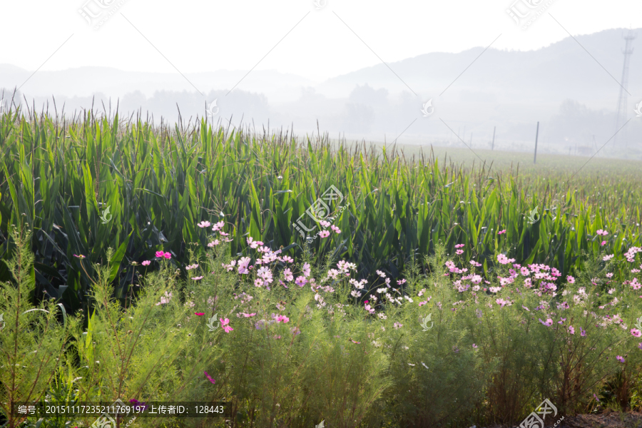 波斯菊