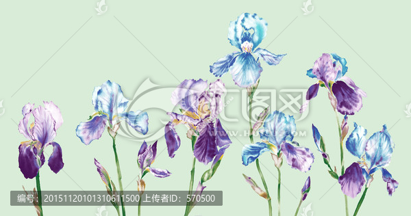 花卉,植物花草